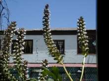 Vicuna: apartments (note satellite dish)