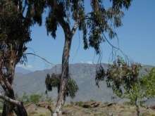 Pachon viewed from Tololo